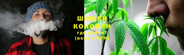 прущие грибы Сясьстрой
