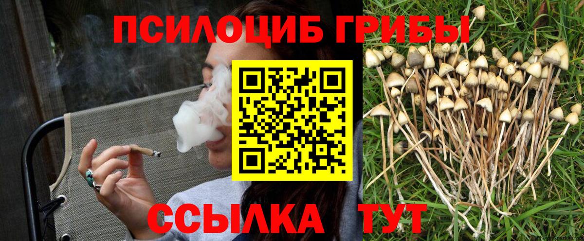 Псилоцибиновые грибы Cubensis Горно-Алтайск
